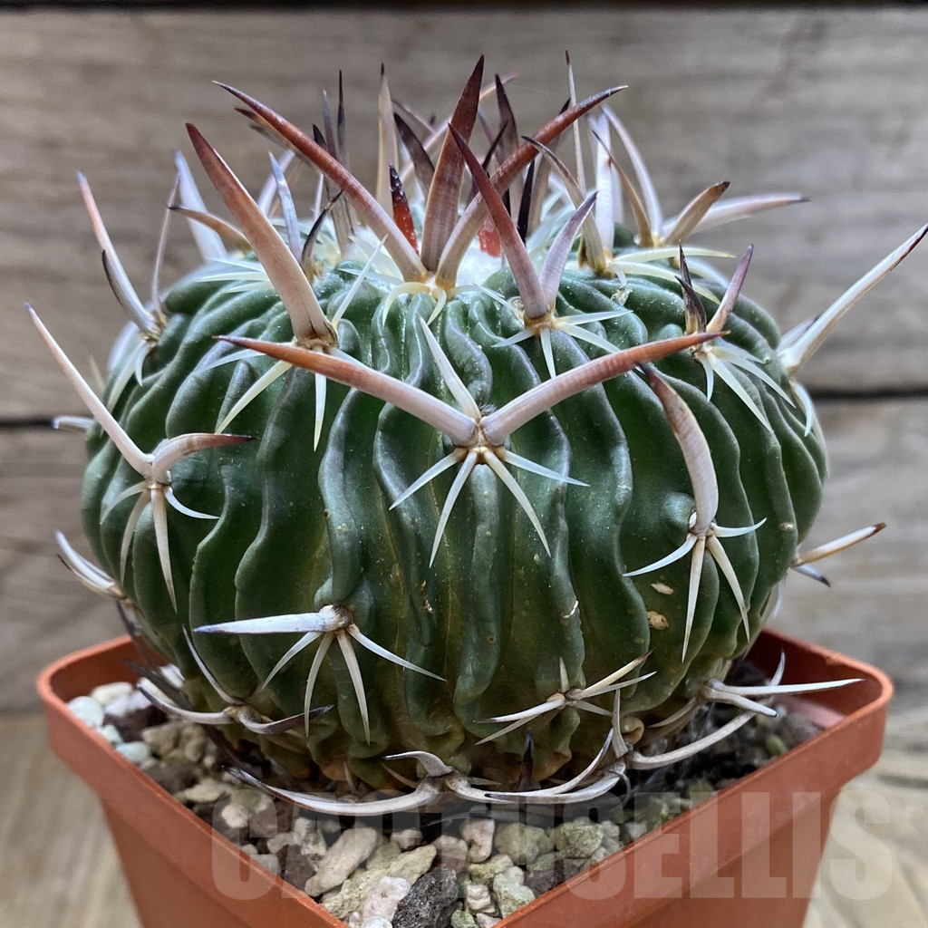 SH13681 Echinofossulocactus crispatus, old 8 years - Image 2