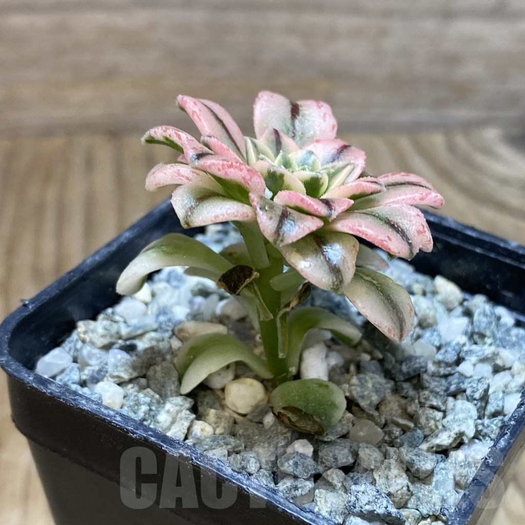 SH13702 Aeonium ‘Sunburst’ - Image 2