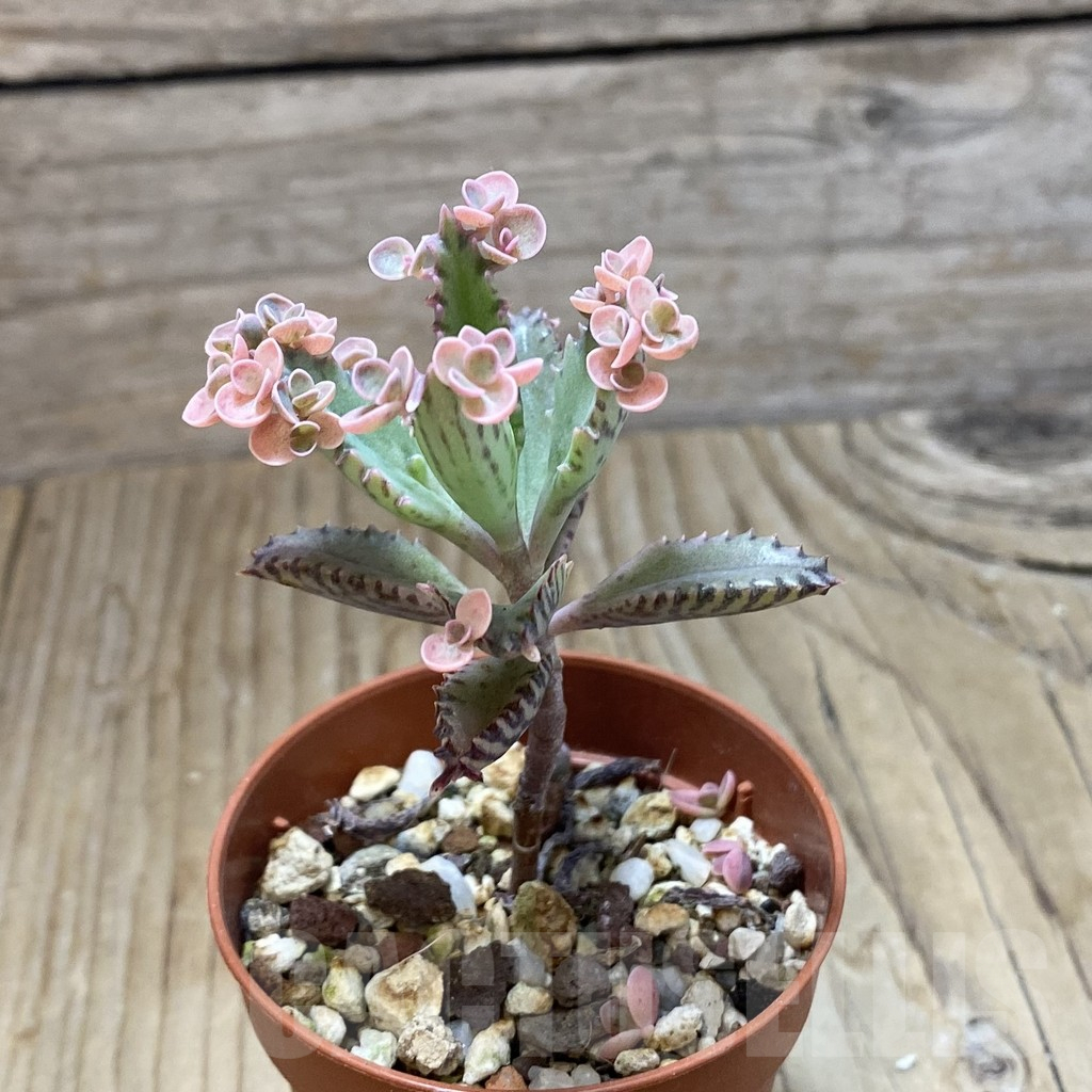 SH13703 Kalanchoe ‘Pink Butterflies’ - Image 2