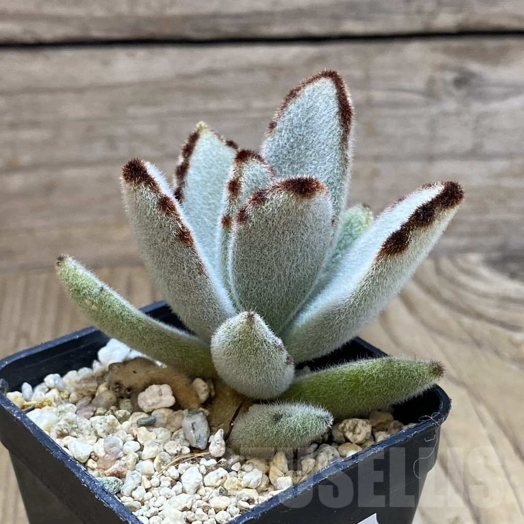 SH13709 Kalanchoe tomentosa - Image 2