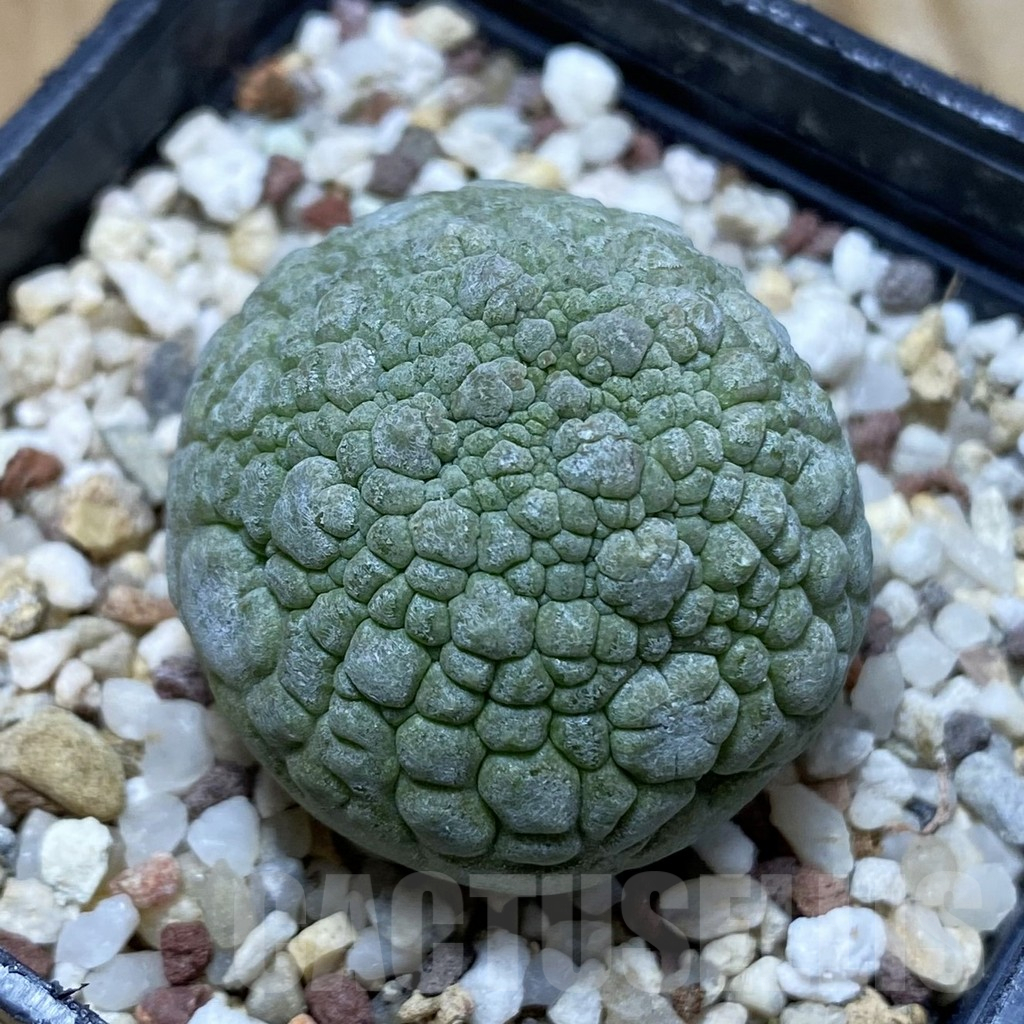 SH13712 Pseudolithos migiurtinus
