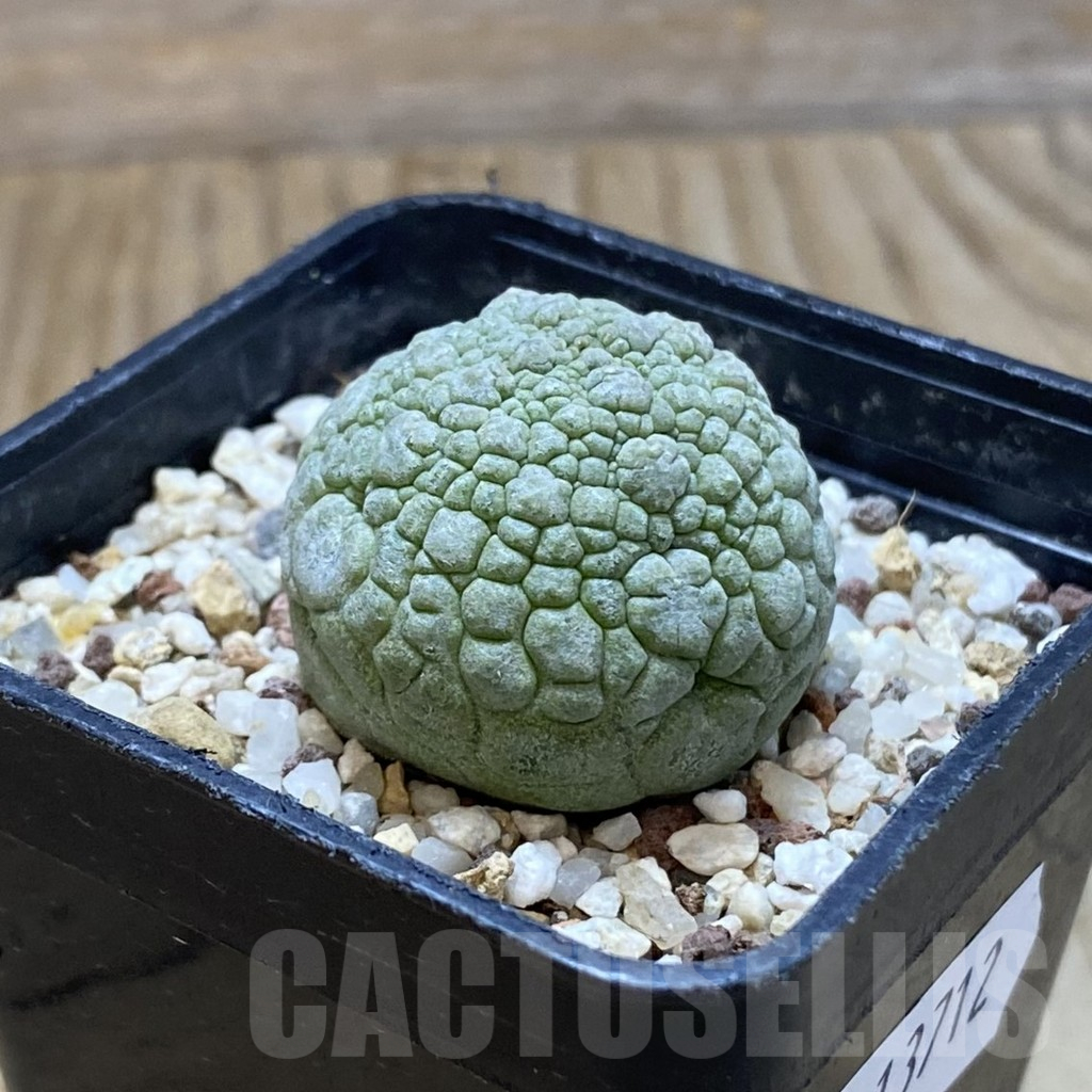 SH13712 Pseudolithos migiurtinus - Image 2