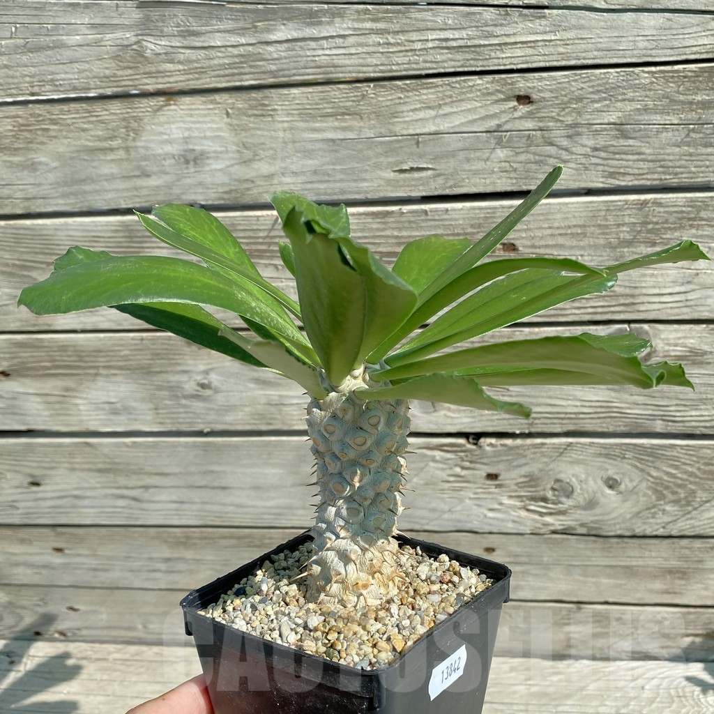 SH13842 Euphorbia sapinii - Image 2