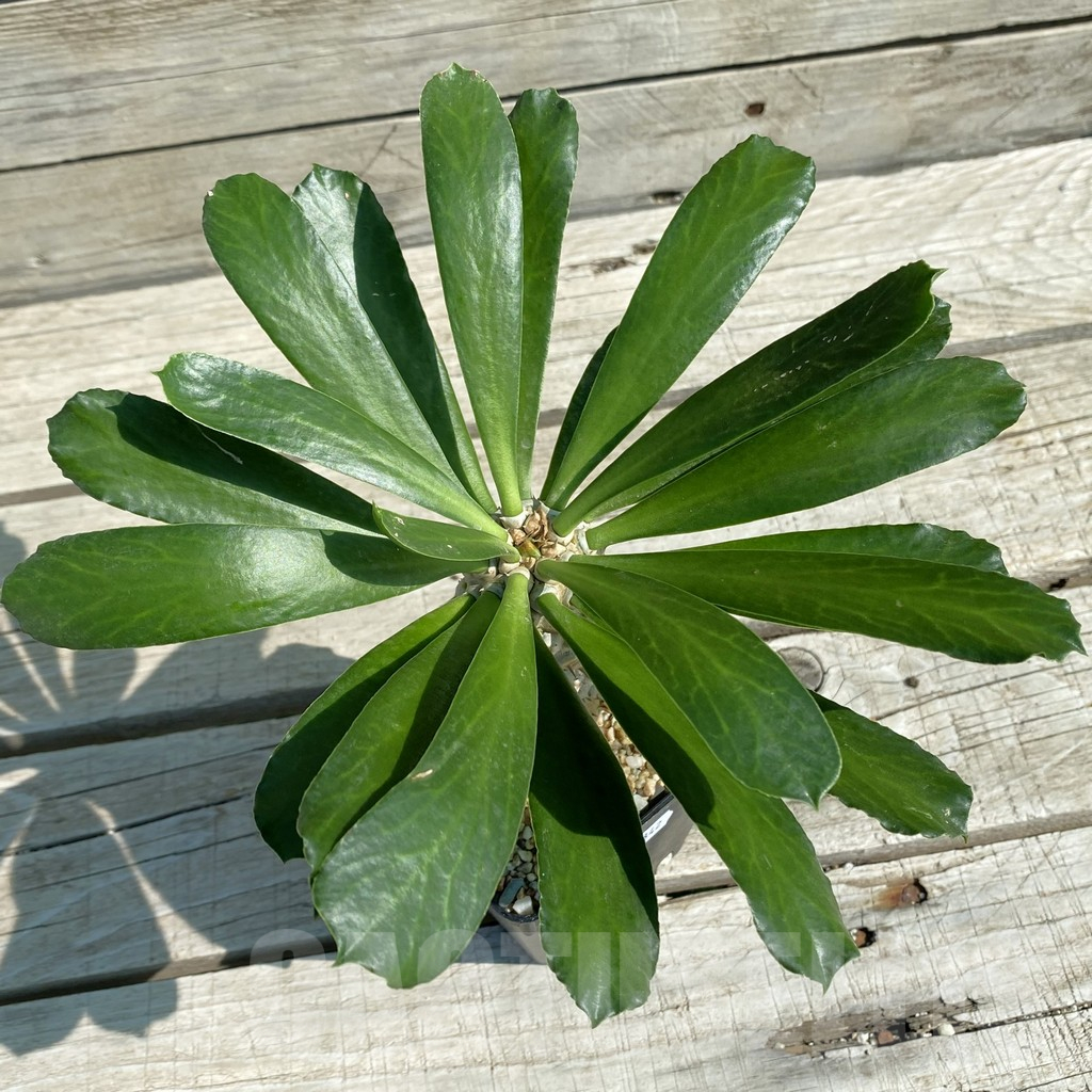 SH13842 Euphorbia sapinii
