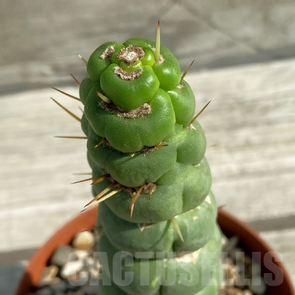 SH13811 Eulychnia castanea 'Spiralis'