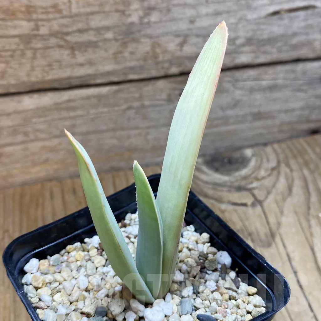 SH13847 Aloe plicatilis