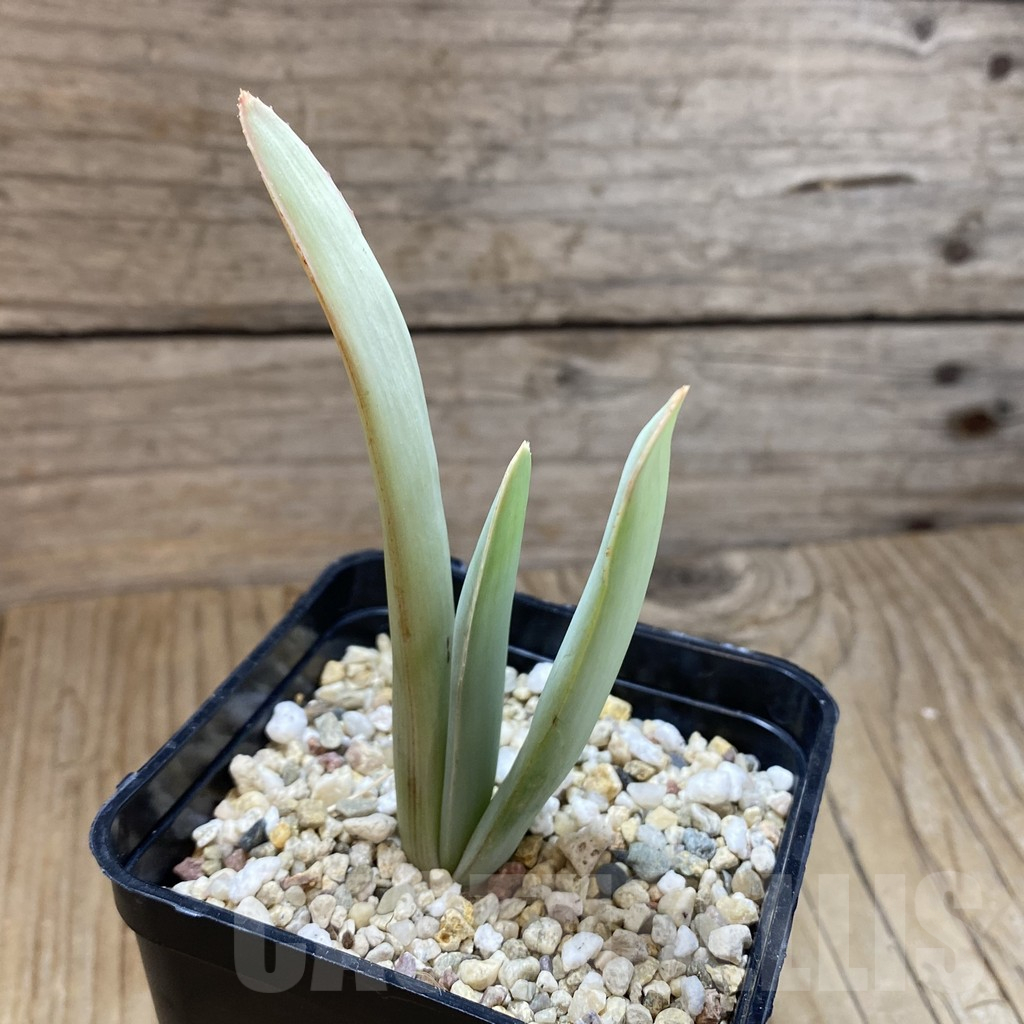 SH13847 Aloe plicatilis - Image 2