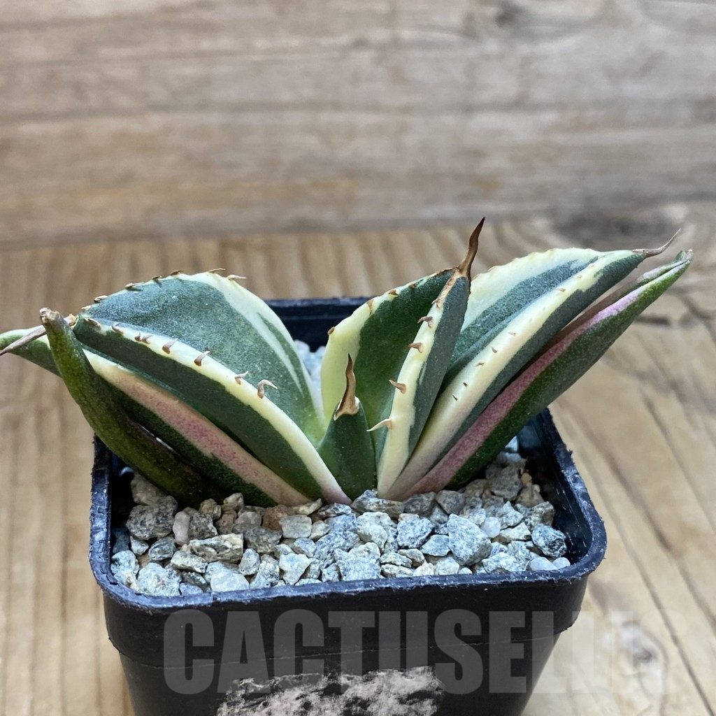 SH13851 Agave titanota f. variegata ‘Snaggle Tooth’ - Image 2