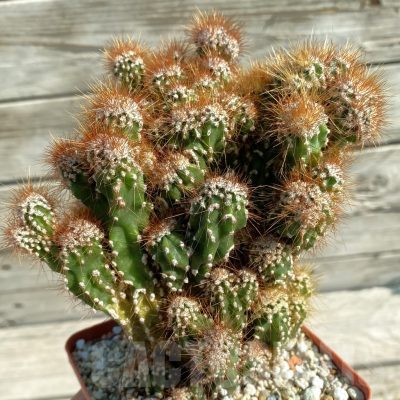SH13808 Cereus peruvianus f. mostruosa