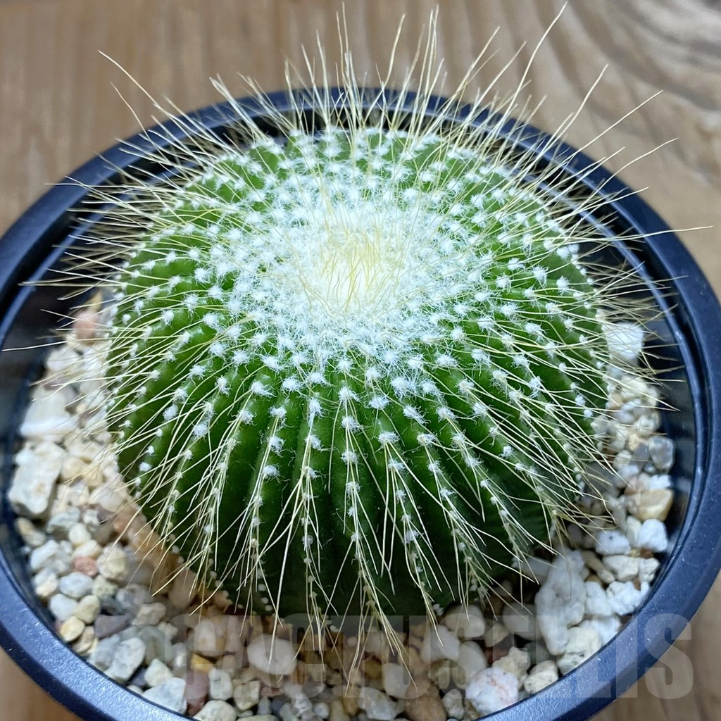 SH13814 Notocactus leninghausii ‘inermis’