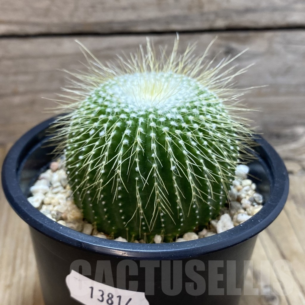 SH13814 Notocactus leninghausii ‘inermis’ - Image 2