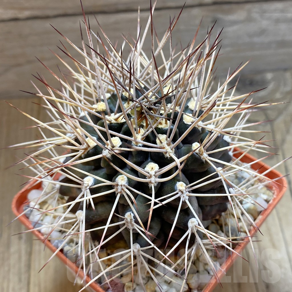 SH13815 Gymnocalycium schickendantzii v. pungens old 10 years