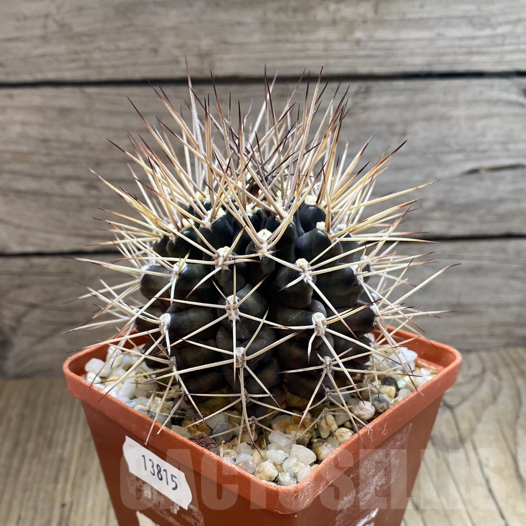 SH13815 Gymnocalycium schickendantzii v. pungens old 10 years - Image 2