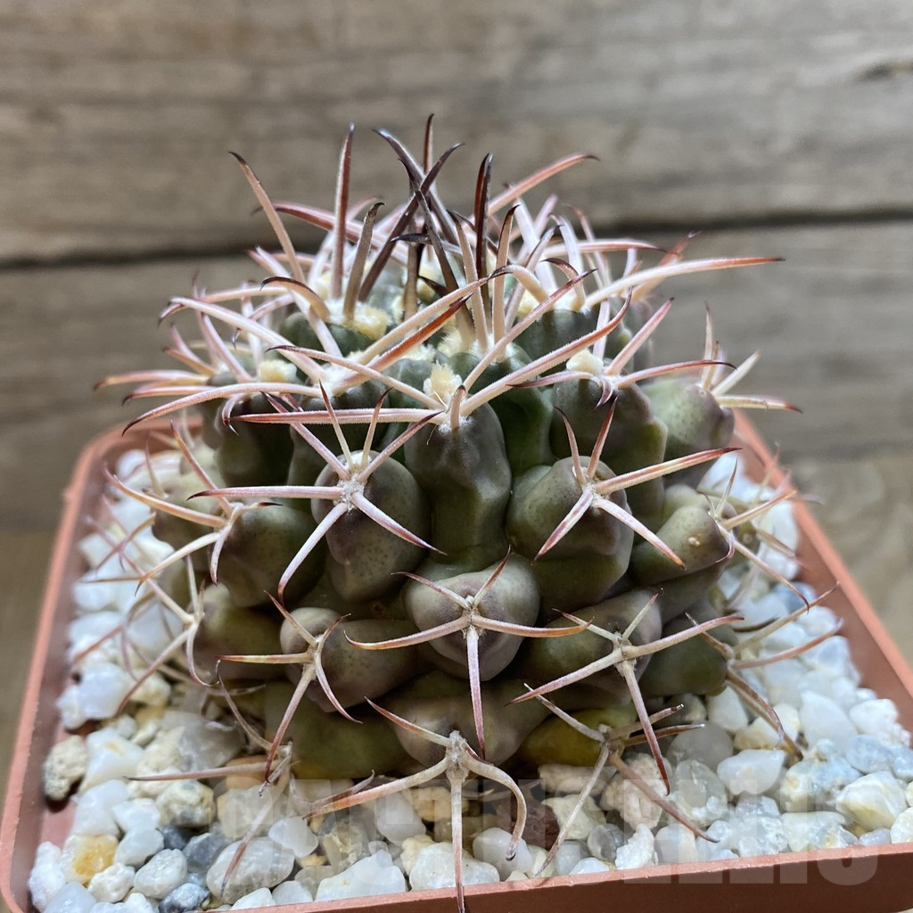 SH13816 Gymnocalycium delaetii old 8 years - Image 2