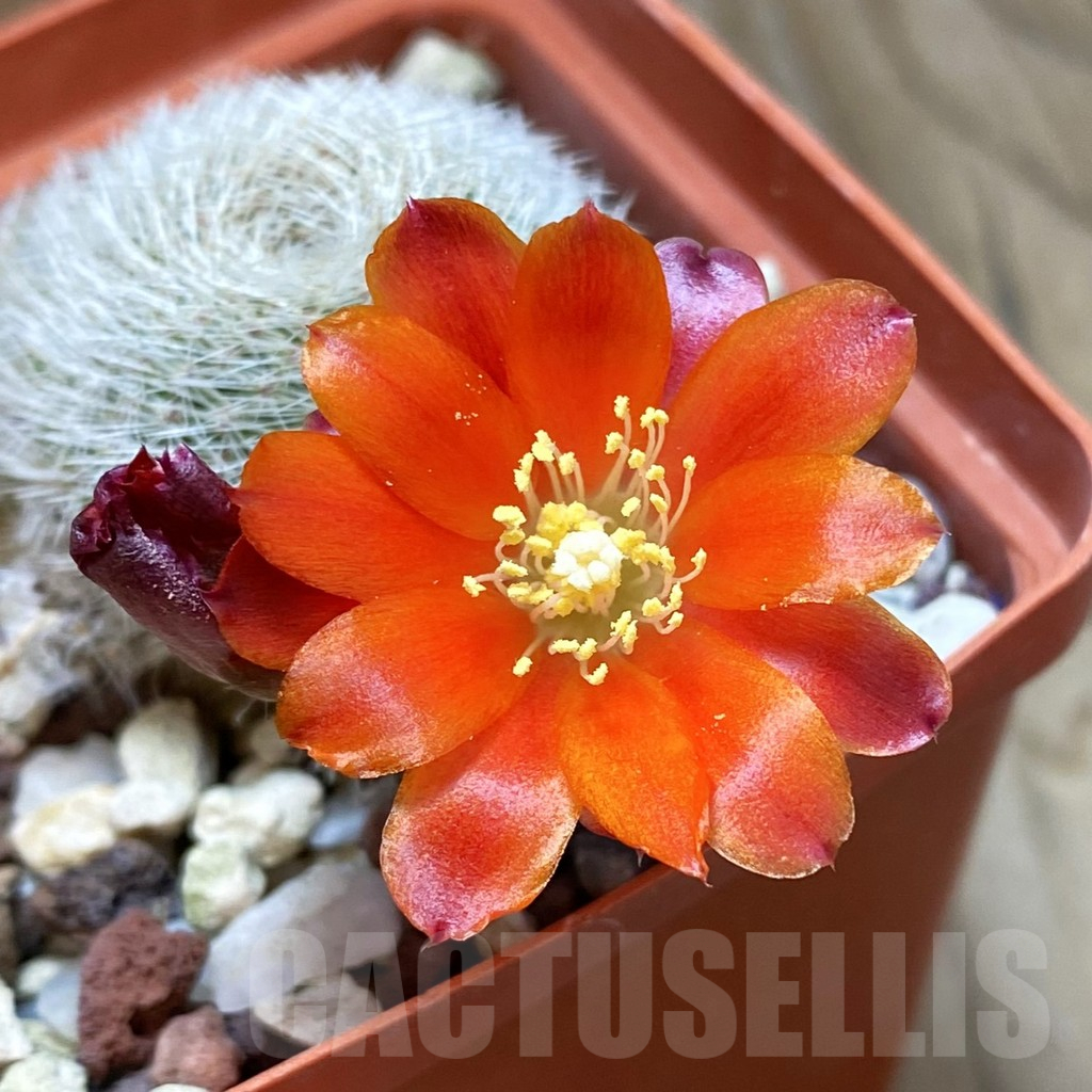 SH13820 Aylostera heliosa ssp. theresae