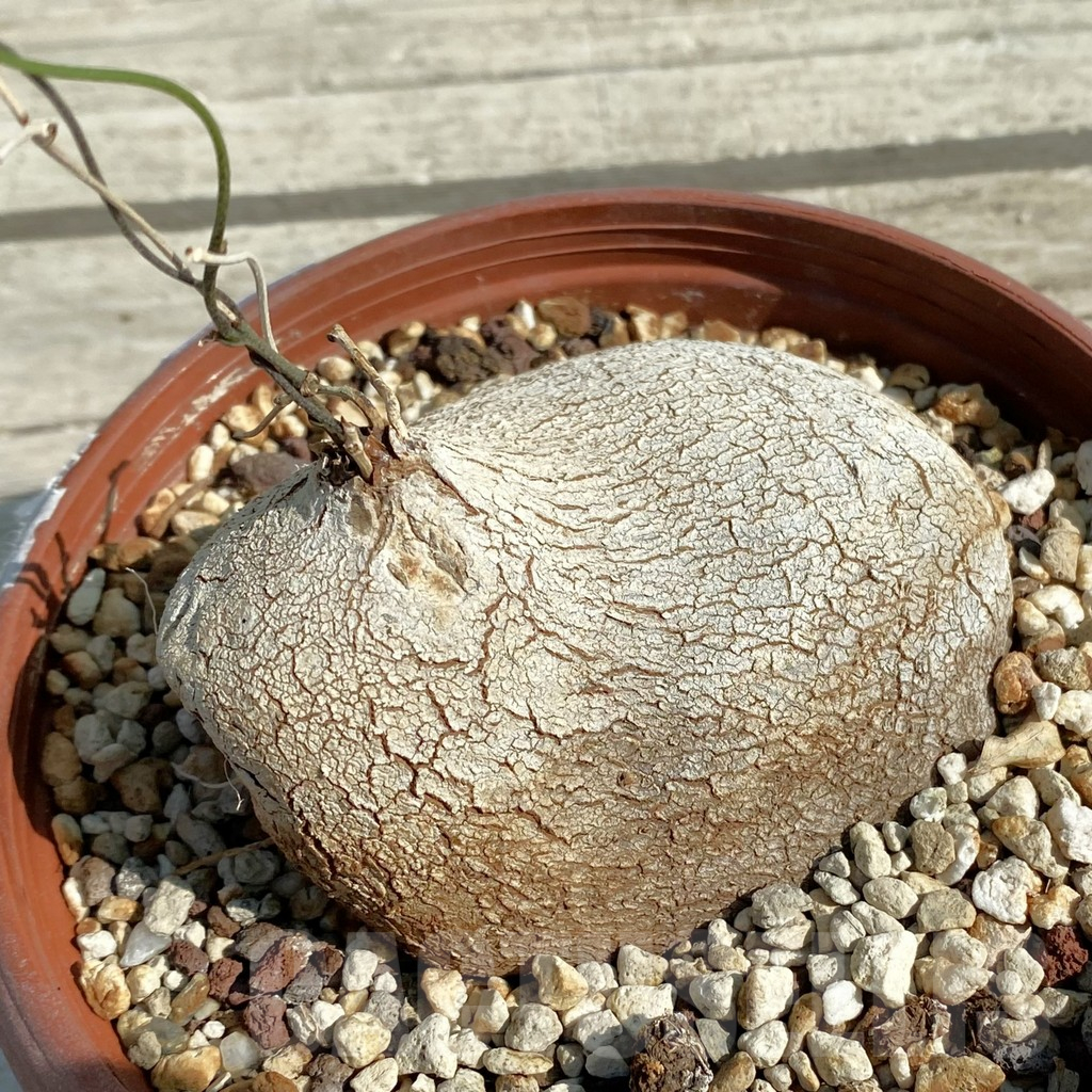 SH13827 Dioscorea sylvatica -RSA-