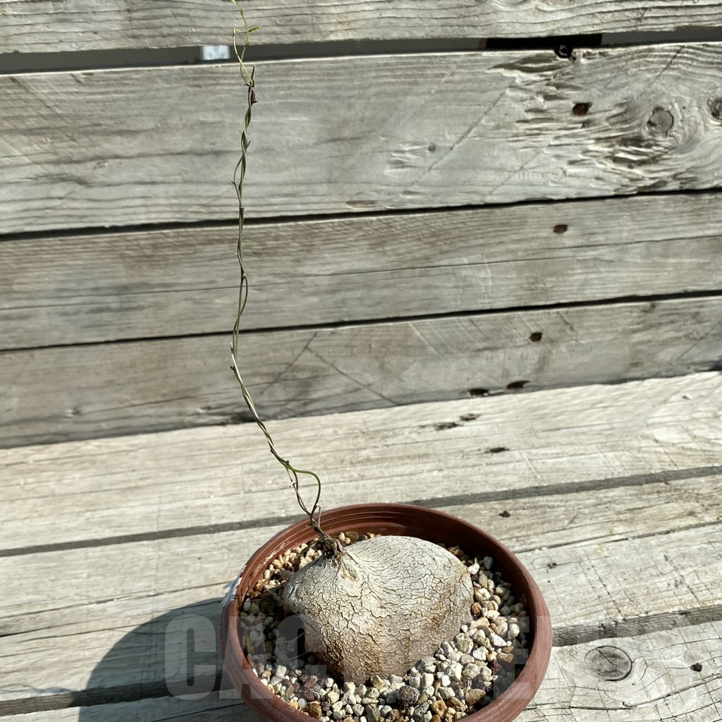 SH13827 Dioscorea sylvatica -RSA- - Image 2