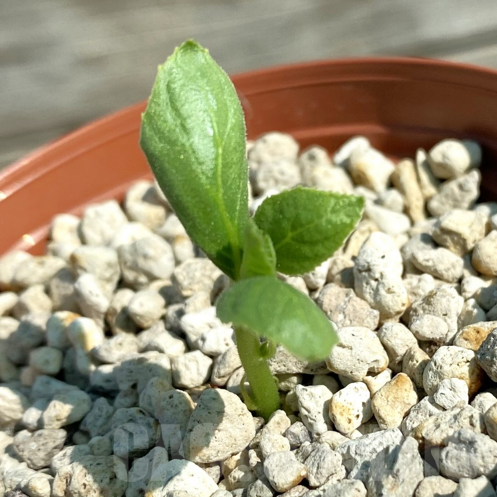 SH13831 Dorstenia sp. nova aff. benguellensis ES22855