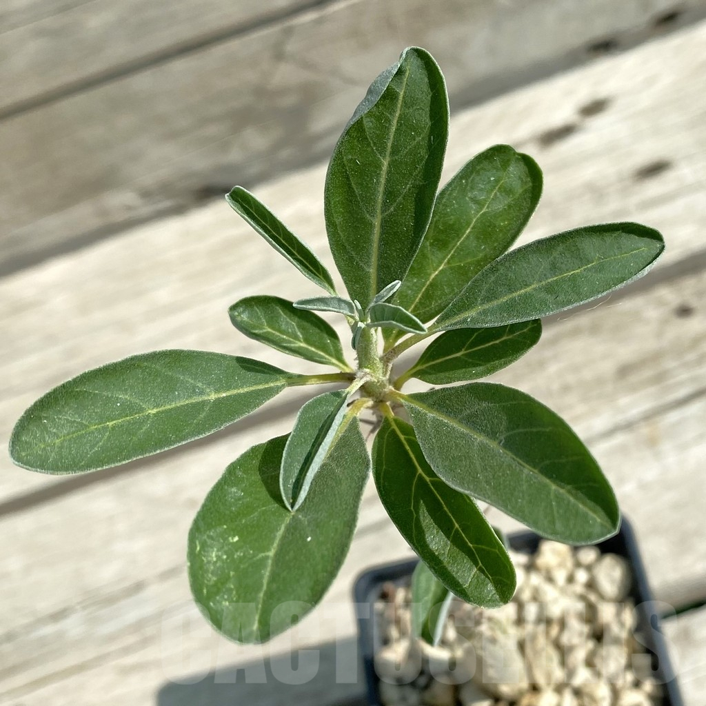 SH13836 Sesamothamnus lugardii
