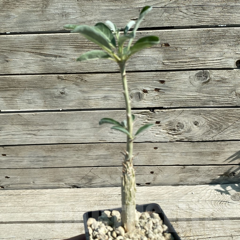 SH13836 Sesamothamnus lugardii - Image 2