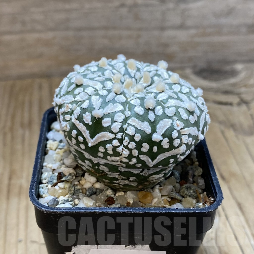 SH13969 Astrophytum asterias 'Super Kabuto' V-type - Image 2