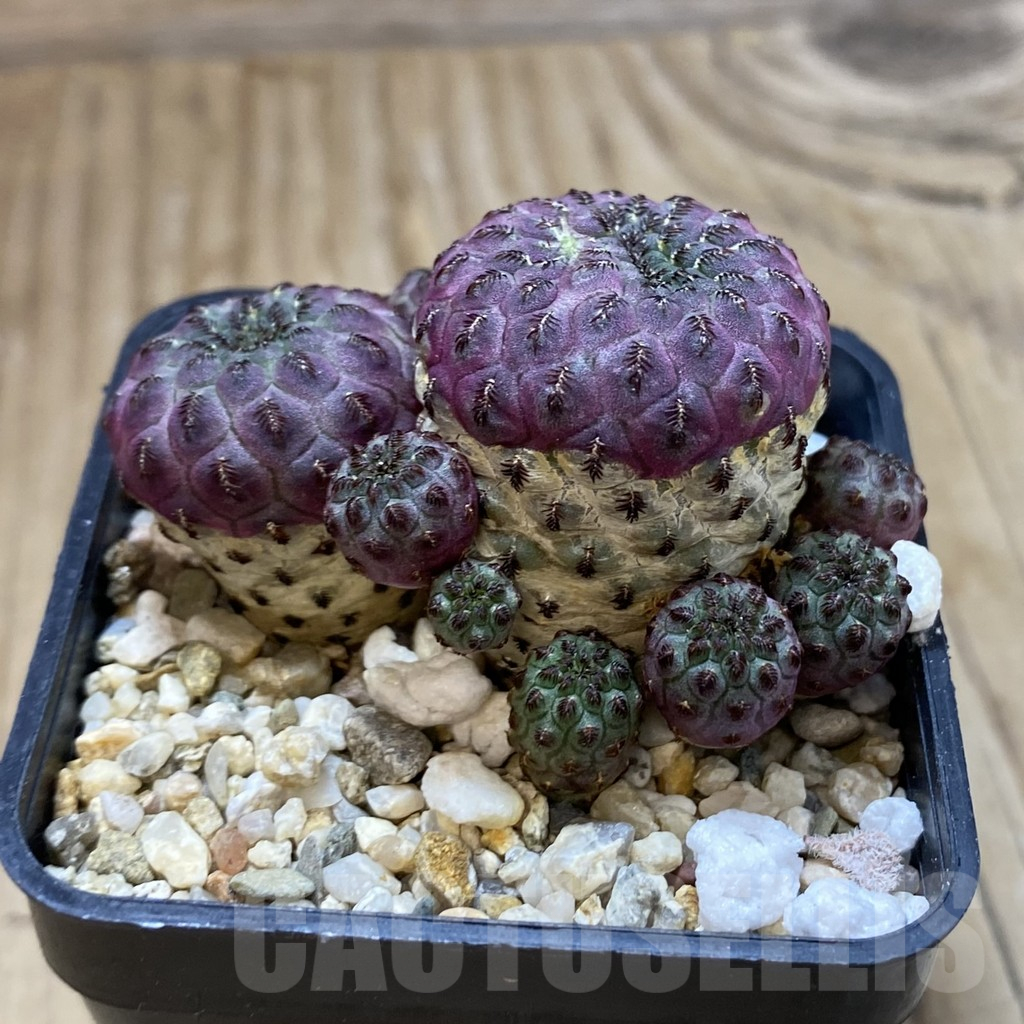 SH13970 Sulcorebutia rauschii - Image 2