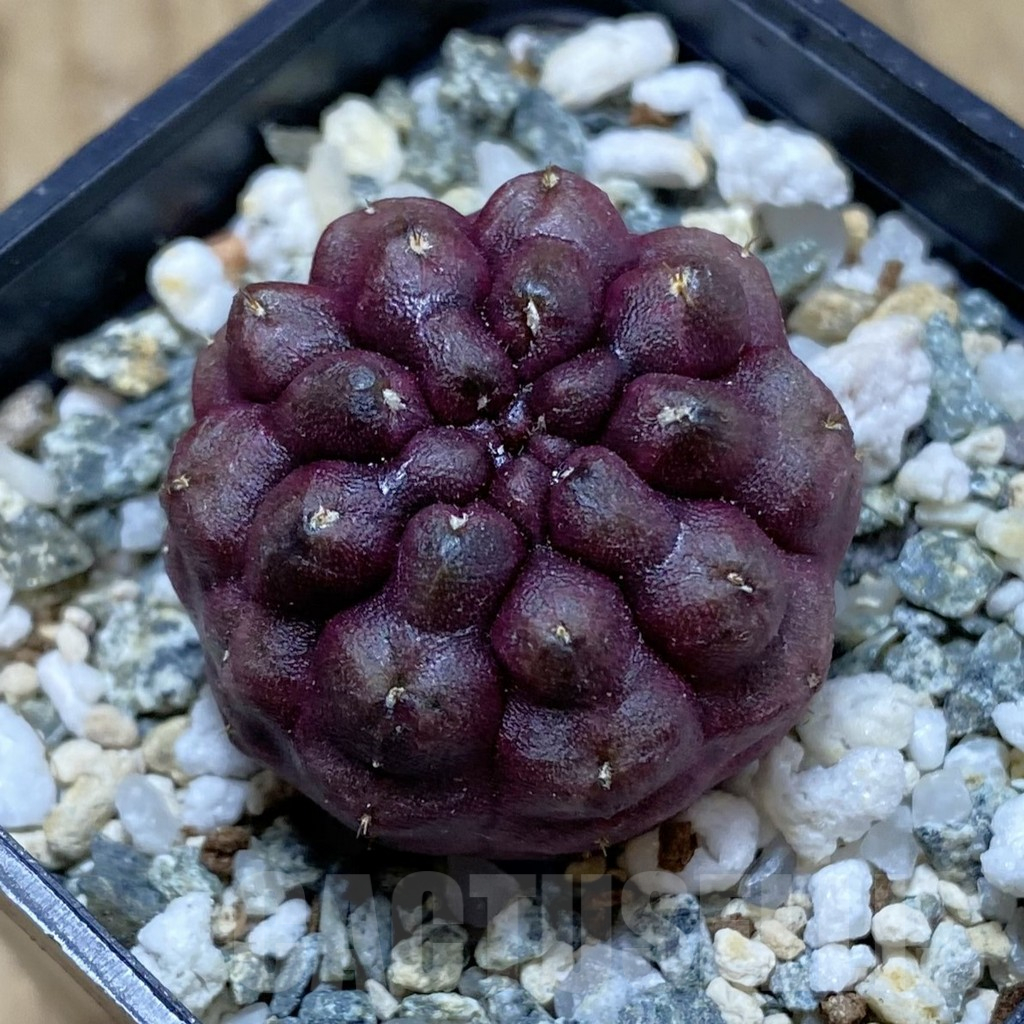 SH13979 Gymnocalycium mihanovichii 'Day Dream', seedling