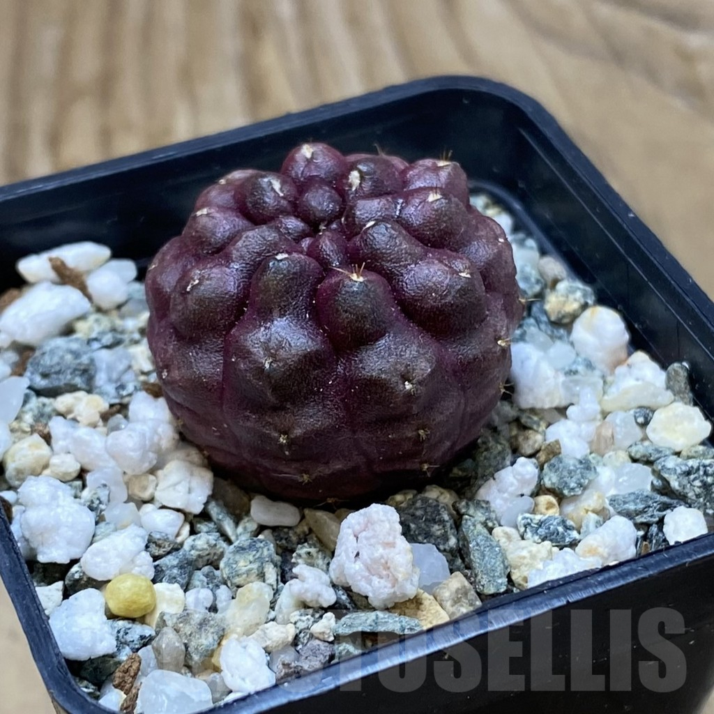 SH13979 Gymnocalycium mihanovichii 'Day Dream', seedling - Image 2