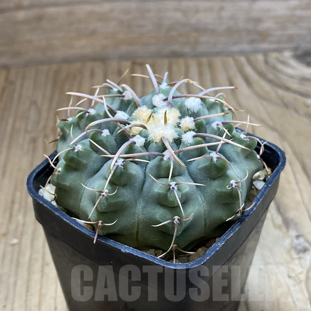 SH13986 Gymnocalycium vatteri -Long spines- - Image 2
