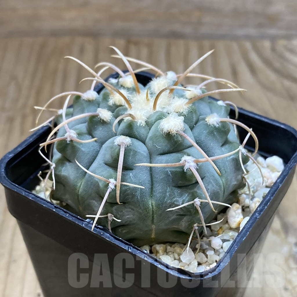 SH13987 Gymnocalycium vatteri -Long spines- - Image 2