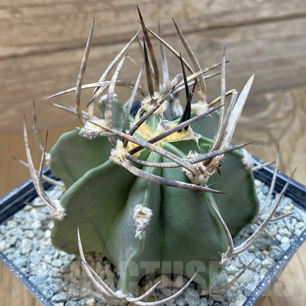 SH13989 Astrophytum crassispinum 'Buffalo'