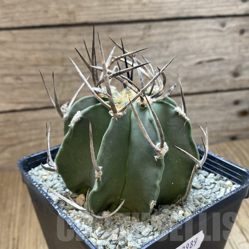 SH13989 Astrophytum crassispinum 'Buffalo' - Image 2