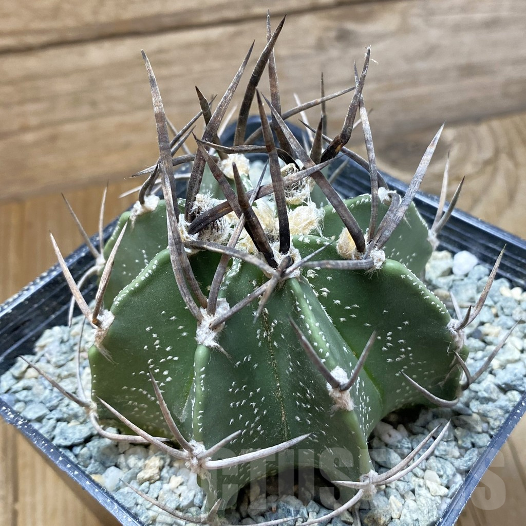 SH13990 Astrophytum crassispinum 'Buffalo'