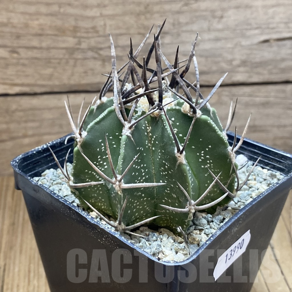SH13990 Astrophytum crassispinum 'Buffalo' - Image 2