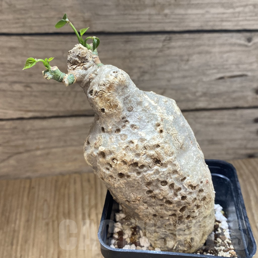 SH13941 Adenia epigea - Image 2