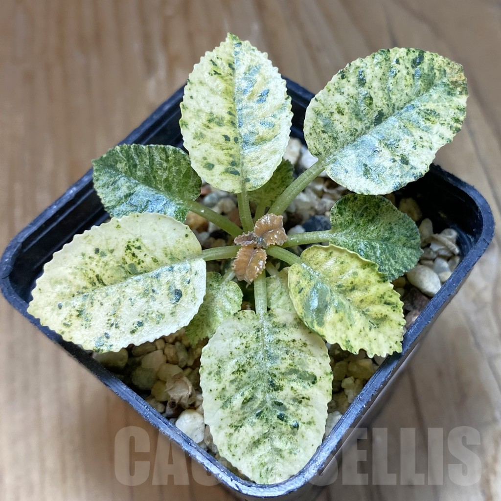 SH13935 Dorstenia hybrid f. variegata
