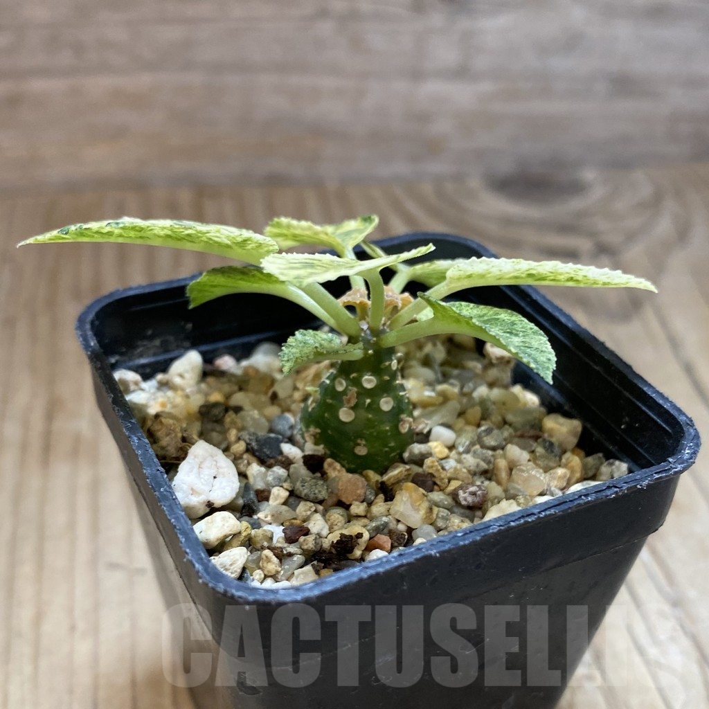 SH13935 Dorstenia hybrid f. variegata - Image 2
