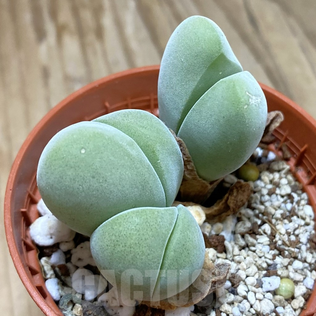 SH13955 Vanheerdea divergens