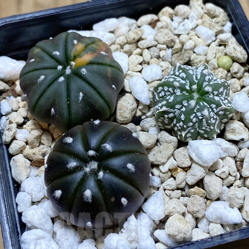 SH13958 Astrophytum asterias mix, 3 plants - Image 2
