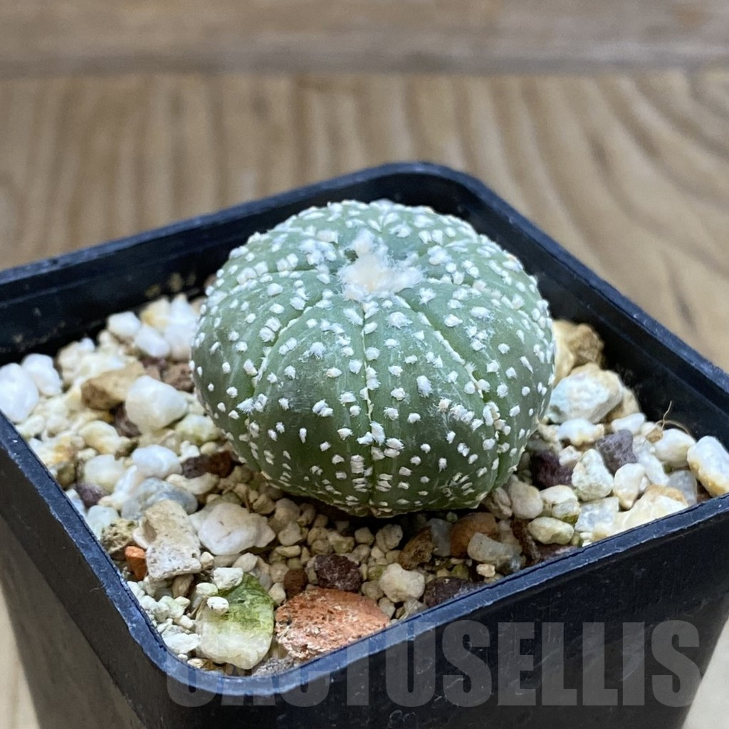 SH13960 Astrophytum asterias 'Hanazono', seedling - Image 2