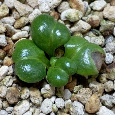 SH13936 Aeollanthus aff. subacaulis v. linearis