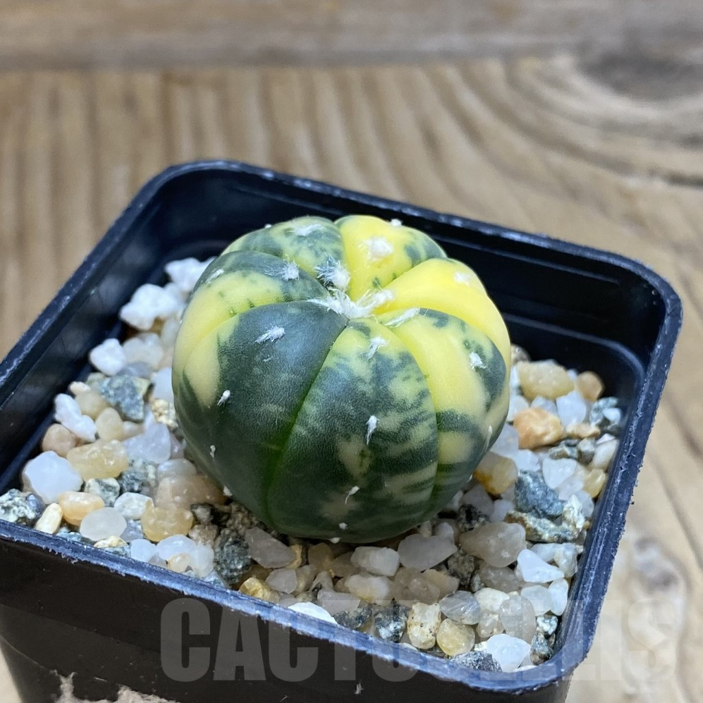 SH13962 Astrophytum asterias f. variegata - Image 2