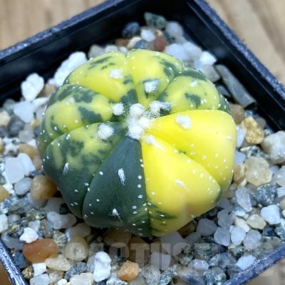 SH13963 Astrophytum asterias f. variegata
