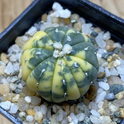 SH13965 Astrophytum asterias f. variegata
