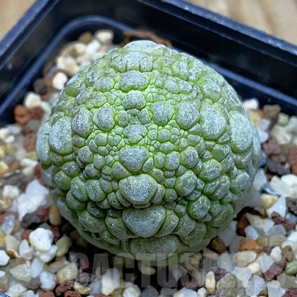 SH14454 Pseudolithos migiurtinus