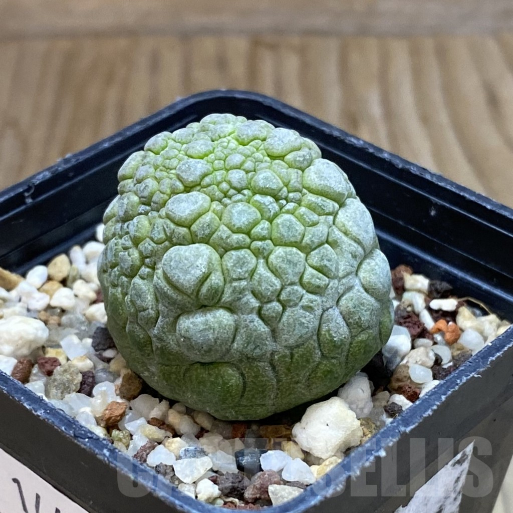 SH14454 Pseudolithos migiurtinus - Image 2