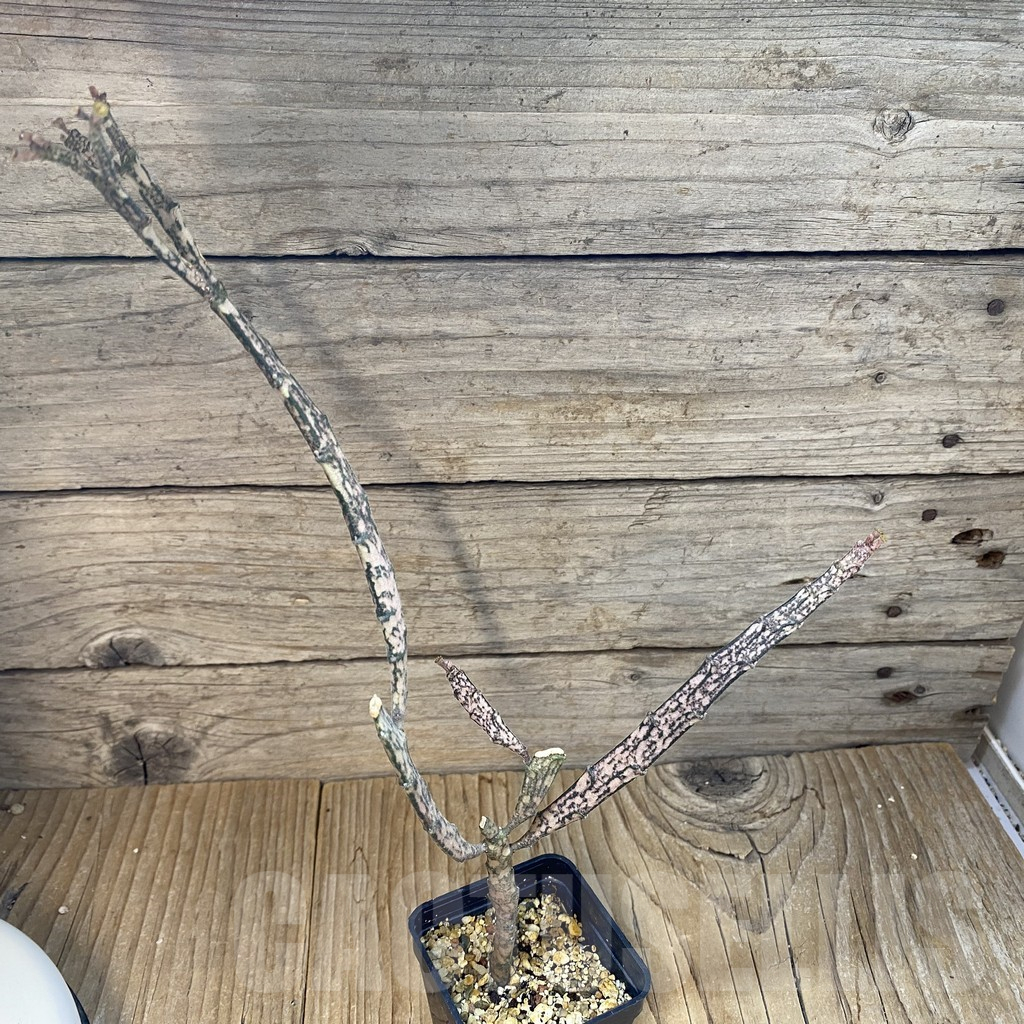 SH14499 Euphorbia platyclada - Image 2