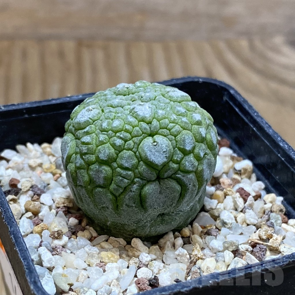 SH14456 Pseudolithos migiurtinus - Image 2