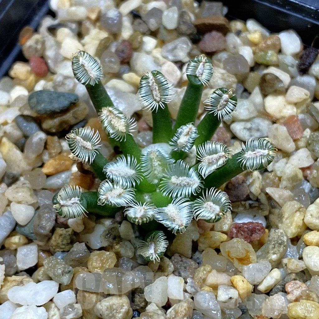 SH14451 Mammillaria bertholdii MB 2296/1016