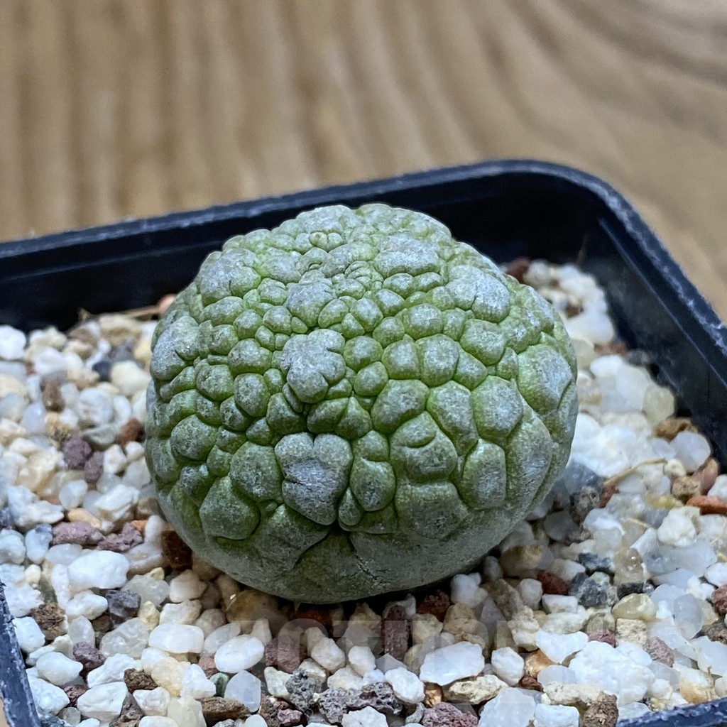 SH14460 Pseudolithos migiurtinus - Image 2